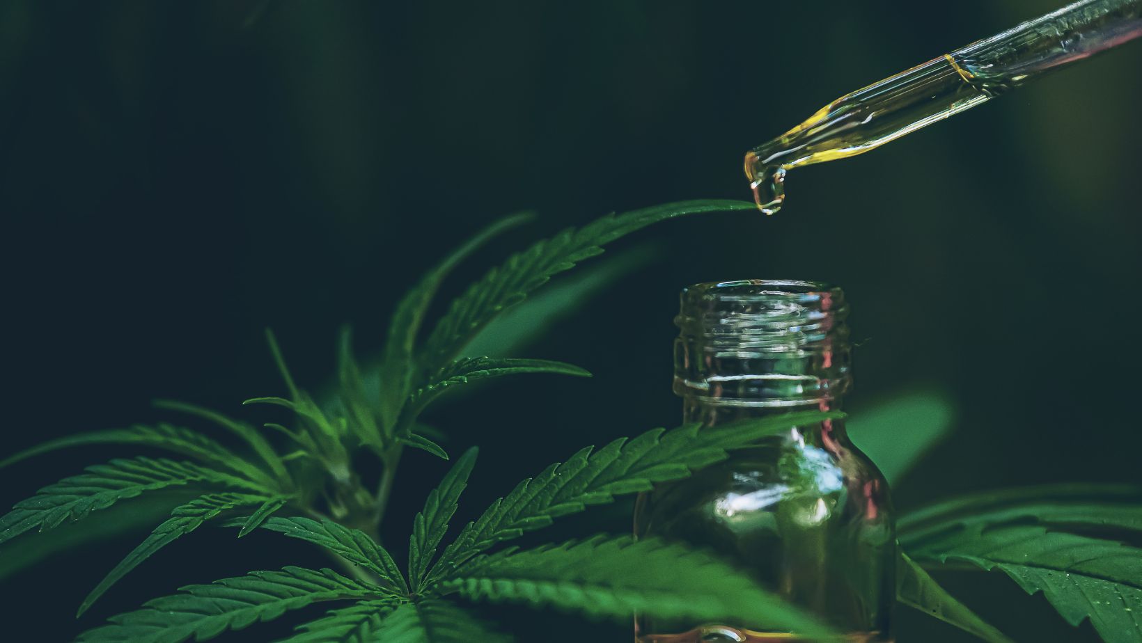 The Benefits of CBD Oil: Why It’s a Game-Changer for Modern Health